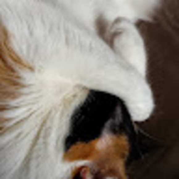 Meet your Posher, Malici - Picture 1 of 1